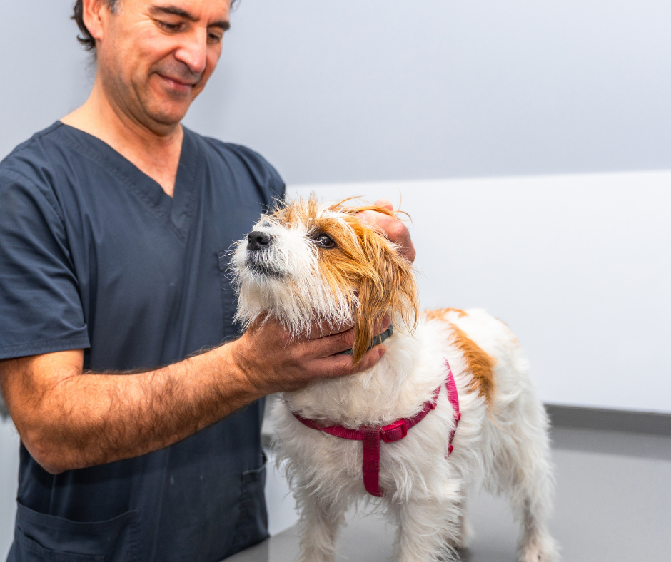 Marc, ostéopathe canin et félin