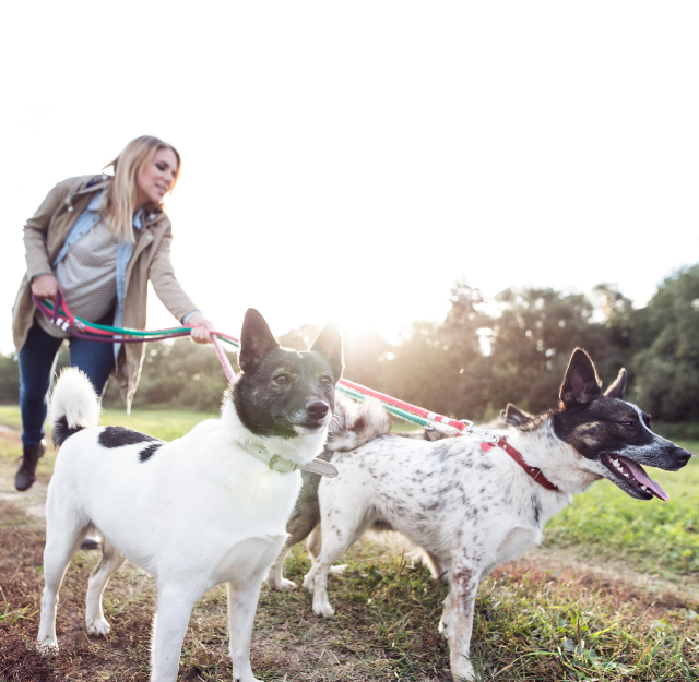 pet sitter
